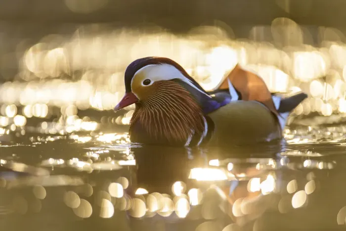 Framed Print : Mandarin duck (Aix galericulata) drake swimming on pond, backlit by rising sun, Richmond Park, London, UK. February Framed Print : Mandarin duck (Aix galericulata) drake swimming on pond, backlit by rising sun, Richmond Park, London, UK. February