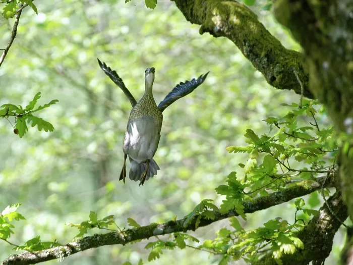 Framed Print : Mandarin duck (Aix galericulata) female taking off from a branch high in an ancient English oak (Quercus robur) tree in spring, Forest of Dean, Gloucestershire, England, UK. May Framed Print : Mandarin duck (Aix galericulata) female taking off from a branch high in an ancient English oak (Quercus robur) tree in spring, Forest of Dean, Gloucestershire, England, UK. May
