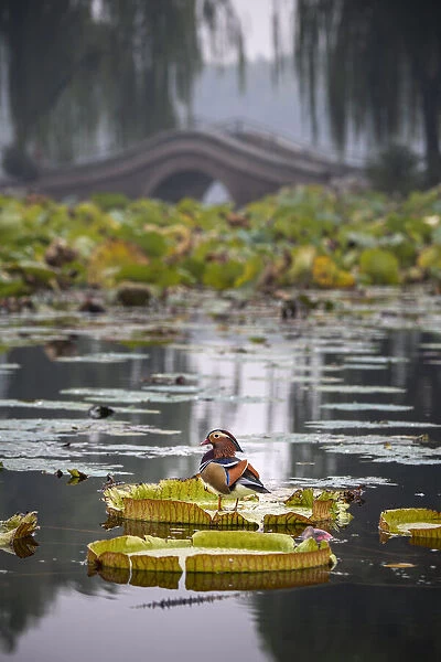 Mandarin duck (Aix galericulata) on lilypad, Yuyuantan Park, Beijing, China