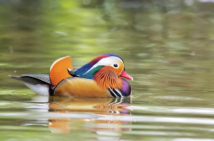 Framed Print : Mandarin duck (Aix galericulata) male in breeding plumage, on water, Stover Country Park, Newton Abbot, Devon, England, UK. January Framed Print : Mandarin duck (Aix galericulata) male in breeding plumage, on water, Stover Country Park, Newton Abbot, Devon, England, UK. January