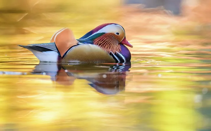 Framed Print : Mandarin duck (Aix galericulata) male swimming with autumn colours reflected in the water, London, UK, November Framed Print : Mandarin duck (Aix galericulata) male swimming with autumn colours reflected in the water, London, UK, November