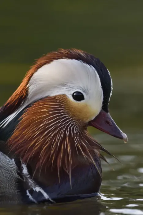 Framed Print : Mandarin duck (Aix galericulata) male swimming on water in the Beijing area, China, May