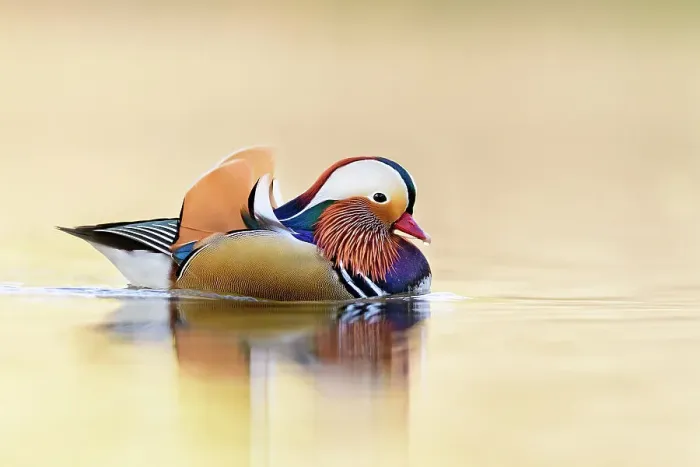 Framed Print : Mandarin duck (Aix galericulata) reflected in water. Richmond Park, London, England, UK Framed Print : Mandarin duck (Aix galericulata) reflected in water. Richmond Park, London, England, UK