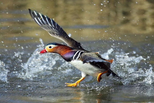Mandarin duck drake (Aix galericulata) runnng across the water surface. Southwest London