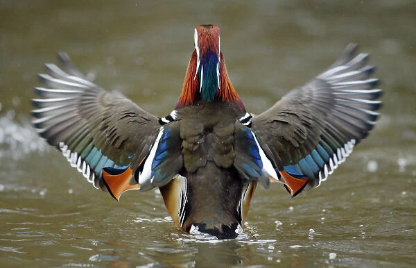Mandarin duck drake (Aix galericulata) from behind flapping its wings. Southwest London, UK