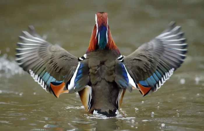 Framed Print : Mandarin duck drake (Aix galericulata) from behind flapping its wings. Southwest London, UK Framed Print : Mandarin duck drake (Aix galericulata) from behind flapping its wings. Southwest London, UK