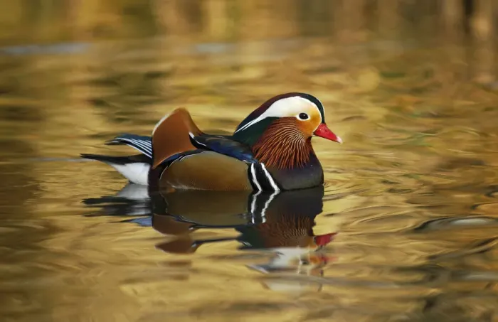 Framed Print : Mandarin duck drake (Aix galericulata) floating on colourful water, Southwest London, UK Framed Print : Mandarin duck drake (Aix galericulata) floating on colourful water, Southwest London, UK