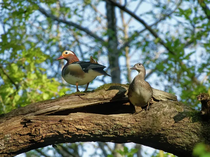 Framed Print : Mandarin ducks (Aix galericulata) pair perched at potential nest site in a hollow branch of an English oak tree (Quercus robur) in spring, Forest of Dean, Gloucestershire Framed Print : Mandarin ducks (Aix galericulata) pair perched at potential nest site in a hollow branch of an English oak tree (Quercus robur) in spring, Forest of Dean, Gloucestershire