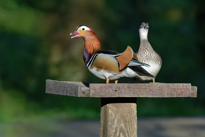 Framed Print : Mandarin ducks (Aix galericulata) pair, perched on a bird table at dusk with the drake calling, Forest of Dean, Gloucestershire, England, UK. May Framed Print : Mandarin ducks (Aix galericulata) pair, perched on a bird table at dusk with the drake calling, Forest of Dean, Gloucestershire, England, UK. May