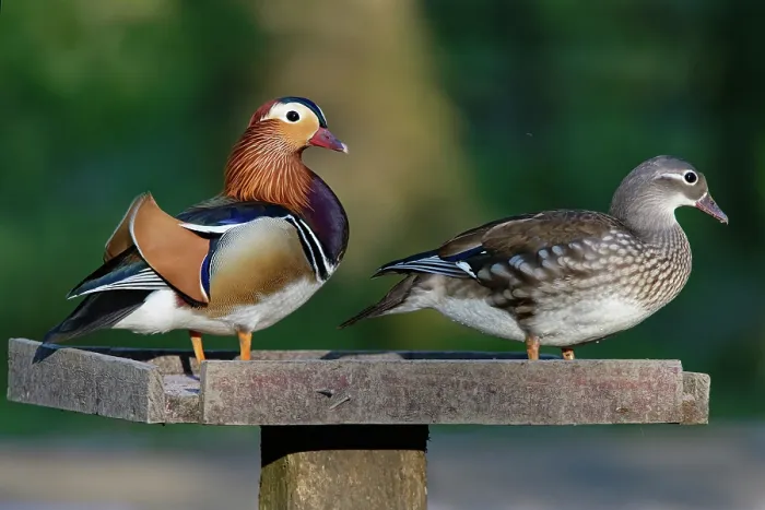 Framed Print : Mandarin ducks (Aix galericulata) pair, perched on a bird table at dusk, Forest of Dean, Gloucestershire, England, UK. May Framed Print : Mandarin ducks (Aix galericulata) pair, perched on a bird table at dusk, Forest of Dean, Gloucestershire, England, UK. May