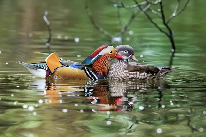 Framed Print : Mandarin ducks (Aix galericulata) pair in breeding plumage, courtship display, the male lightly preening or gently plucking on the female's breast feathers, Stover Country Park Framed Print : Mandarin ducks (Aix galericulata) pair in breeding plumage, courtship display, the male lightly preening or gently plucking on the female's breast feathers, Stover Country Park