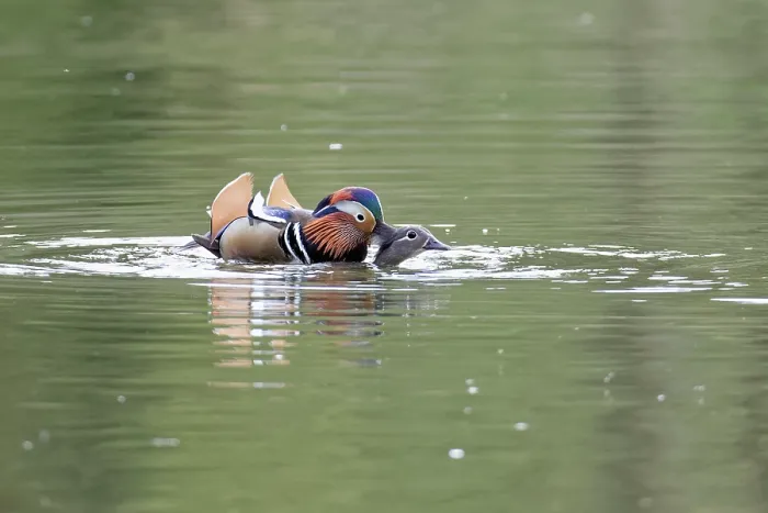 Framed Print : Mandarin ducks (Aix galericulata) pair mating on a woodland pond at dusk, Forest of Dean, Gloucestershire, England, UK. May Framed Print : Mandarin ducks (Aix galericulata) pair mating on a woodland pond at dusk, Forest of Dean, Gloucestershire, England, UK. May