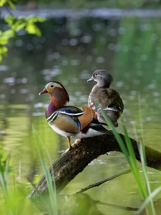 Framed Print : Mandarin ducks (Aix galericulata) pair perched on a fallen tree branch on the margins of a woodland pond, Forest of Dean, Gloucestershire, England, UK. May Framed Print : Mandarin ducks (Aix galericulata) pair perched on a fallen tree branch on the margins of a woodland pond, Forest of Dean, Gloucestershire, England, UK. May