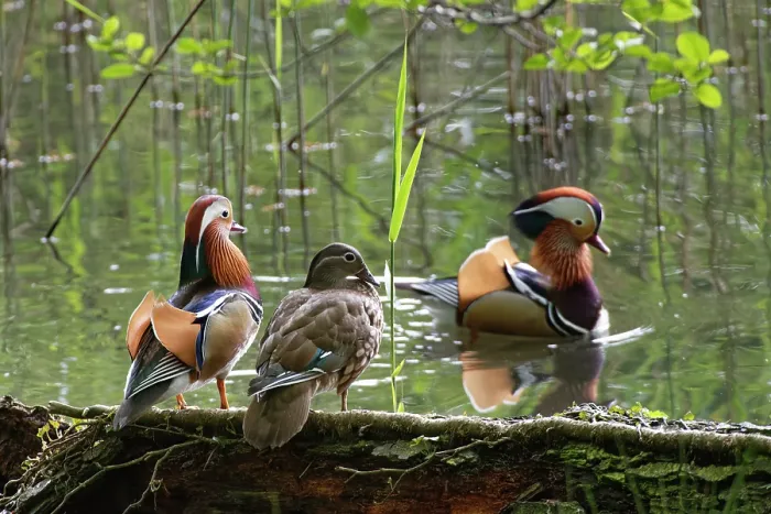 Framed Print : Mandarin ducks (Aix galericulata) pair perched on a log in the margins of a woodland pond as an unpaired drake swims past, raising his head and wing sails to court the female Framed Print : Mandarin ducks (Aix galericulata) pair perched on a log in the margins of a woodland pond as an unpaired drake swims past, raising his head and wing sails to court the female
