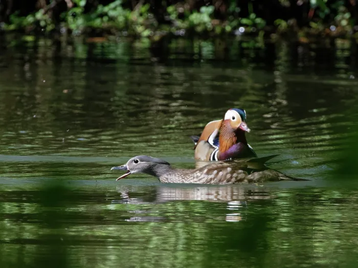Framed Print : Mandarin ducks (Aix galericulata) pair on woodland pond catching flies, Forest of Dean, Gloucestershire, England, UK. May Framed Print : Mandarin ducks (Aix galericulata) pair on woodland pond catching flies, Forest of Dean, Gloucestershire, England, UK. May