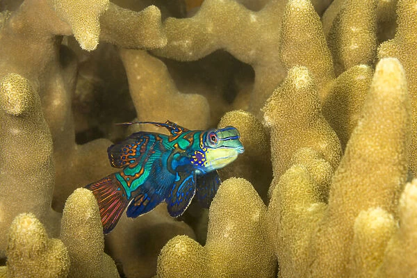 Mandarinfish (Synchiropus splendidus) leaving the protection of finger coral to look for a mate at dusk, Yap, Micronesia, Pacific Ocean