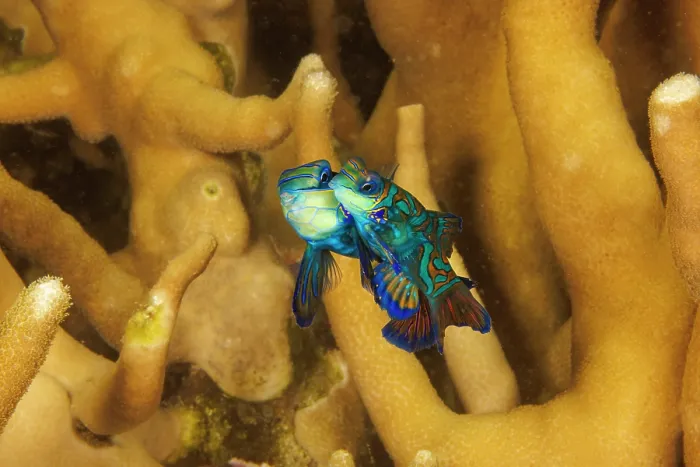 Framed Print : Mandarinfish (Synchiropus splendidus) pair mating among coral, Yap, Federated States of Micronesia, Pacific Ocean Framed Print : Mandarinfish (Synchiropus splendidus) pair mating among coral, Yap, Federated States of Micronesia, Pacific Ocean