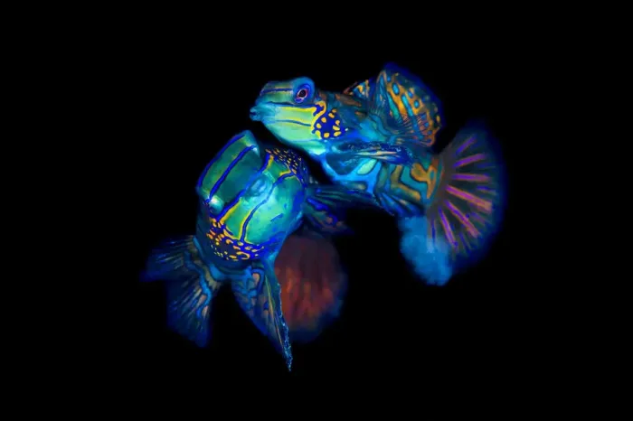 Framed Print : Mandarinfish (Synchiropus splendidus) pair spawning Framed Print : Mandarinfish (Synchiropus splendidus) pair spawning