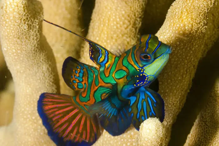 Framed Print : Mandarinfish (Synchiropus splendidus) Yap, Micronesia Framed Print : Mandarinfish (Synchiropus splendidus) Yap, Micronesia