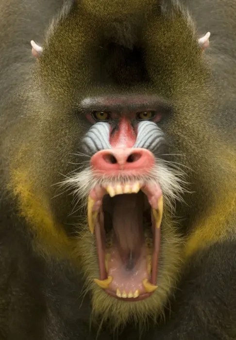 Framed Print : Mandrill (Mandrillus sphinx) male showing aggression, captive Framed Print : Mandrill (Mandrillus sphinx) male showing aggression, captive