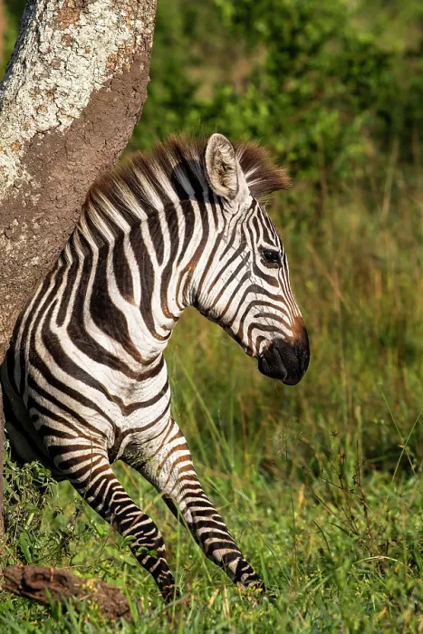 Framed Print : Maneless zebra (Equus quagga borensis) scratching its back against tree trunk, Lake Mburo National Park, Uganda
