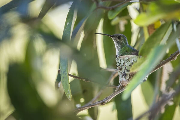 Mangrove hummingbird (Amazilia boucardi) female siting on nest, Pacific coast mangroves area