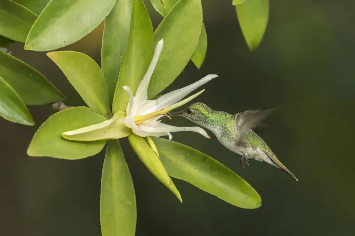 Framed Print : Mangrove hummingbird (Amazilia boucardi) female in flight feeding on Tea mangrove