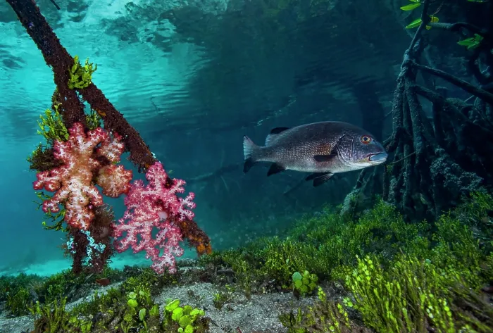 Framed Print : Mangrove red snapper (Lutjanus argentimaculatus) swimming among mangrove roots with Soft corals (Dendronephthya sp.) and green algae (Halimeda sp.), Raja Ampat, Indonesia Framed Print : Mangrove red snapper (Lutjanus argentimaculatus) swimming among mangrove roots with Soft corals (Dendronephthya sp.) and green algae (Halimeda sp.), Raja Ampat, Indonesia
