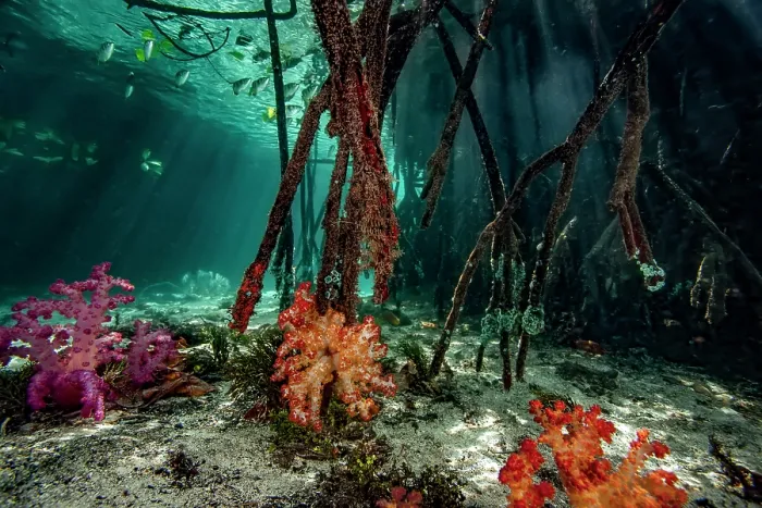 Framed Print : Mangrove roots with colorful Soft corals (Dendronephthya sp.) on seabed and Banded archerfish (Toxotes jaculatrix) swimming above near the surface, Misool, Raja Ampat, Indonesia Framed Print : Mangrove roots with colorful Soft corals (Dendronephthya sp.) on seabed and Banded archerfish (Toxotes jaculatrix) swimming above near the surface, Misool, Raja Ampat, Indonesia