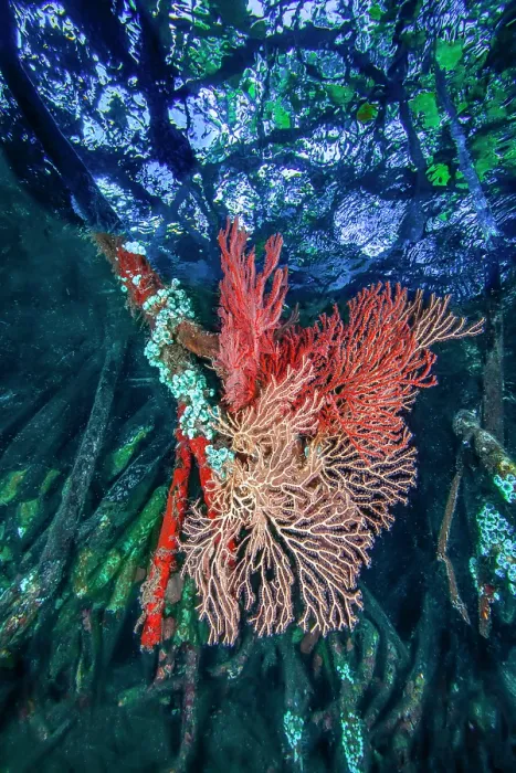 Framed Print : Mangrove roots encrusted with sea fans (Melithaeidae), red sponges, ascidians, hydroids and bryozoans, Raja Ampat, Indonesia, Pacific Ocean Framed Print : Mangrove roots encrusted with sea fans (Melithaeidae), red sponges, ascidians, hydroids and bryozoans, Raja Ampat, Indonesia, Pacific Ocean