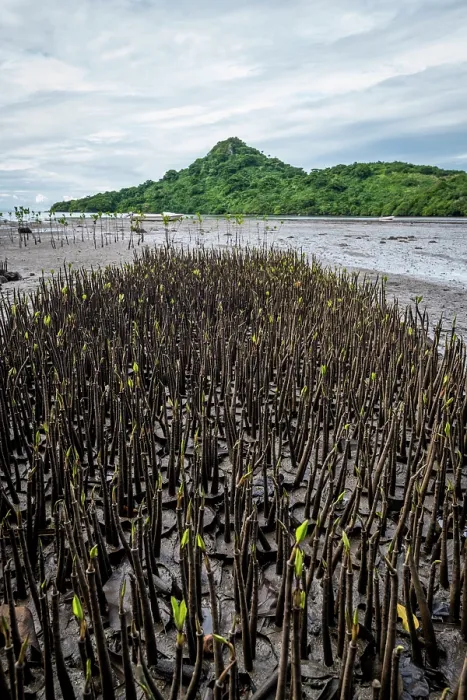 Framed Print : Several hundred mangrove seedlings growing in mud