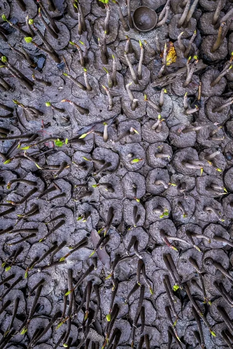 Framed Print : Several hundred mangrove seedlings growing in mud