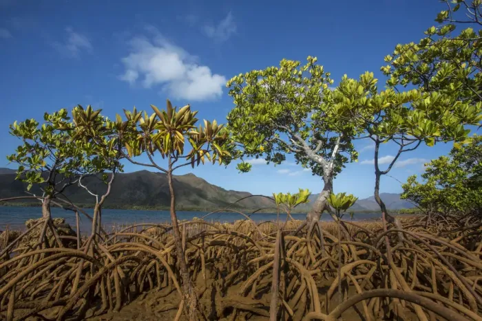 Framed Print : Mangroves on Tupeti Island, Southern Lagoon, Forgotten Coast, Lagoons of New Caledonia Framed Print : Mangroves on Tupeti Island, Southern Lagoon, Forgotten Coast, Lagoons of New Caledonia