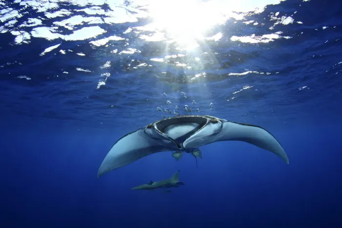 Framed Print : Manta Ray (Manta Birostris) and Devil Ray (Mobula tarapacana) in background, accompanied Framed Print : Manta Ray (Manta Birostris) and Devil Ray (Mobula tarapacana) in background, accompanied