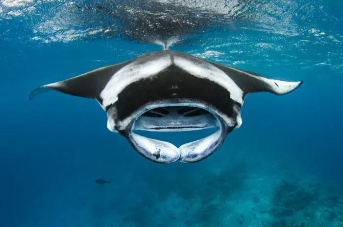 Framed Print : Manta ray (Mobula alfredi) with mouth open, feeding on plankton near the surface, Hanifaru Lagoon, Baa Atoll, Maldives, Indian Ocean Framed Print : Manta ray (Mobula alfredi) with mouth open, feeding on plankton near the surface, Hanifaru Lagoon, Baa Atoll, Maldives, Indian Ocean