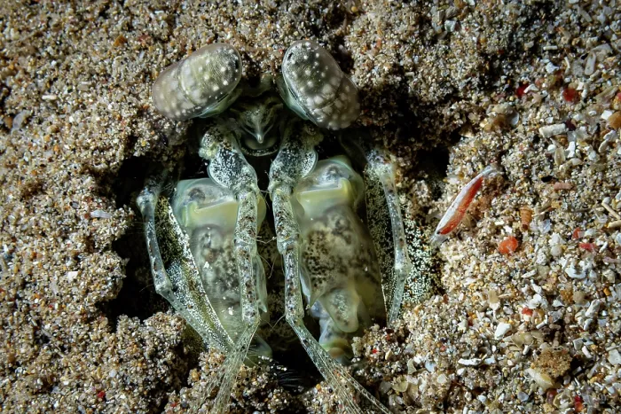 Framed Print : Mantis shrimp (Lysiosquilla sulcata) hiding in sand waiting to ambush prey at night, Bunaken National Park, North Sulawesi, Indonesia, Pacific Ocean