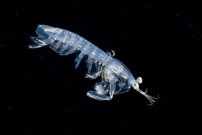 Framed Print : Mantis shrimp (Stomatopoda) larval stage, drifting in open ocean at night, Yap, Federated States of Micronesia, Pacific Ocean Framed Print : Mantis shrimp (Stomatopoda) larval stage, drifting in open ocean at night, Yap, Federated States of Micronesia, Pacific Ocean