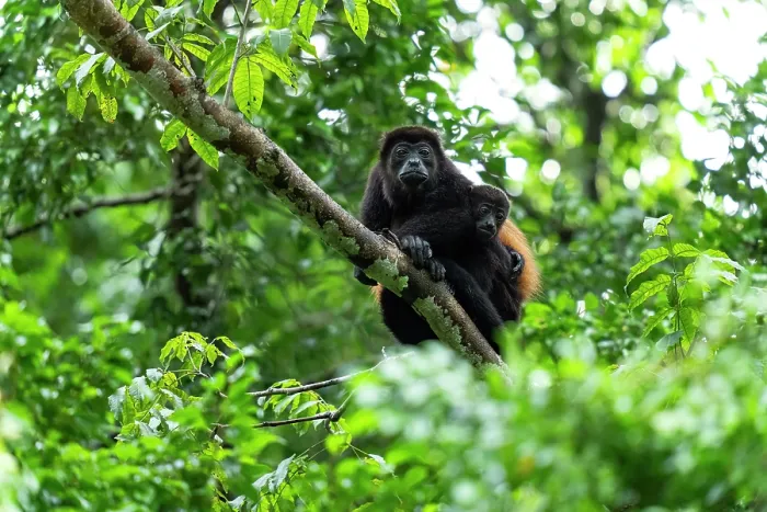 Framed Print : Mantled howler monkey (Alouatta palliata) female with infant, resting on a tree in the rainforest, Osa Peninsula, Costa Rica Framed Print : Mantled howler monkey (Alouatta palliata) female with infant, resting on a tree in the rainforest, Osa Peninsula, Costa Rica