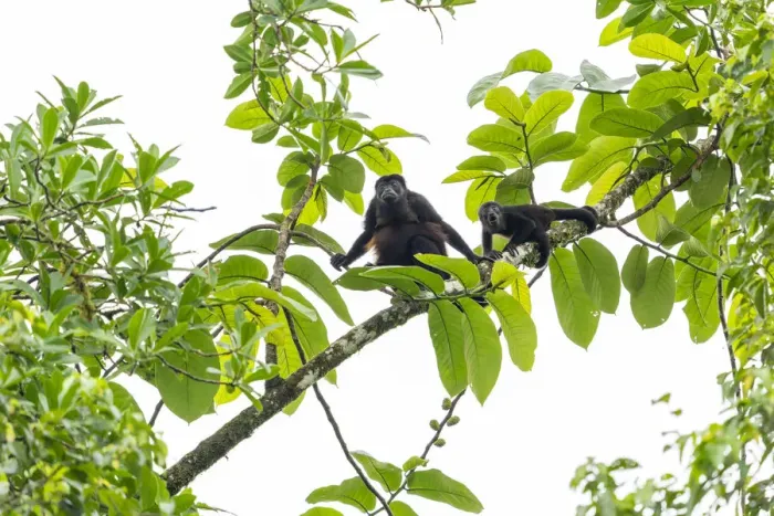 Framed Print : Mantled howler monkey (Alouatta palliata) female and young in tree