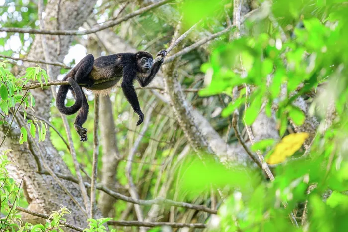 Framed Print : Mantled howler monkey (Alouatta palliata) resting on branch in rainforest canopy, Osa Peninsula, Costa Rica Framed Print : Mantled howler monkey (Alouatta palliata) resting on branch in rainforest canopy, Osa Peninsula, Costa Rica