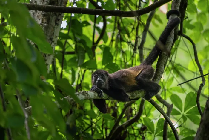 Framed Print : Mantled howler monkey (Alouatta palliata) resting in a tree, Curu wildlife refuge, Nicoya peninsula, Costa Rica Framed Print : Mantled howler monkey (Alouatta palliata) resting in a tree, Curu wildlife refuge, Nicoya peninsula, Costa Rica