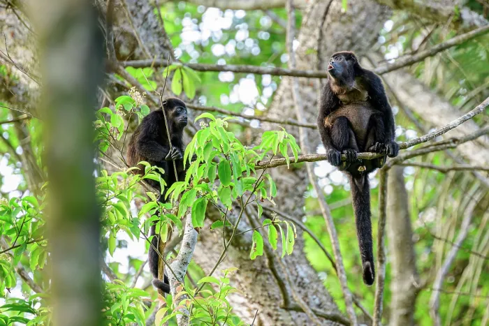 Framed Print : Two Mantled howler monkeys (Alouatta palliata) sitting on branch in rainforest canopy, one calling, Osa Peninsula, Costa Rica Framed Print : Two Mantled howler monkeys (Alouatta palliata) sitting on branch in rainforest canopy, one calling, Osa Peninsula, Costa Rica