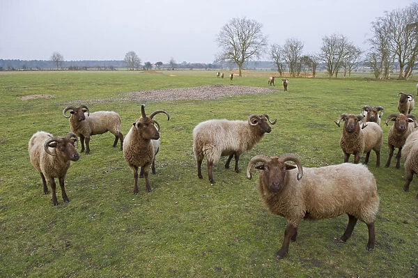 Manx Loaghtan Sheep (Ovis aries) used for grazing on unimproved grassland on Minsmere RSPB Reserve