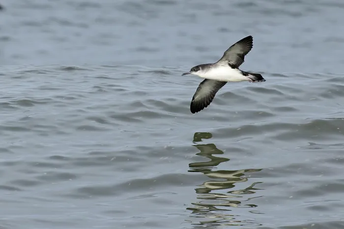 Framed Print : Manx shearwater (Puffinus puffinus) in flight over water, Norfolk, England, UK. October Framed Print : Manx shearwater (Puffinus puffinus) in flight over water, Norfolk, England, UK. October