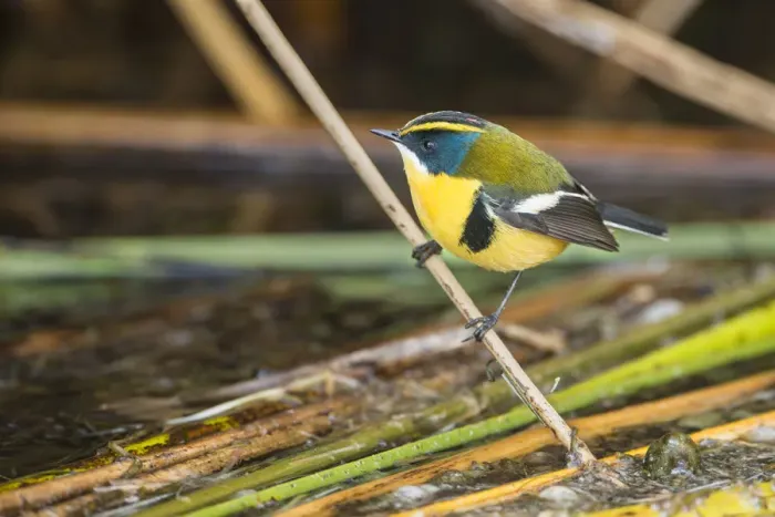 Framed Print : Many-coloured rush tyrant (Tachuris rubrigastra) perched on reed stem at the waters edge