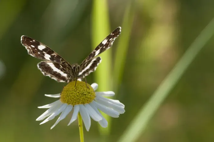 Framed Print : Map Butterfly (Araschnia levana) feeding on anthemis, second generation, southern Finland Framed Print : Map Butterfly (Araschnia levana) feeding on anthemis, second generation, southern Finland