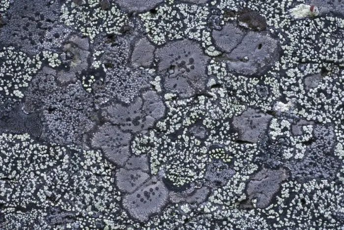 Framed Print : Map lichen (Rhizocarpon geographicum) on granite rock, Sarek National Park, Laponia Framed Print : Map lichen (Rhizocarpon geographicum) on granite rock, Sarek National Park, Laponia