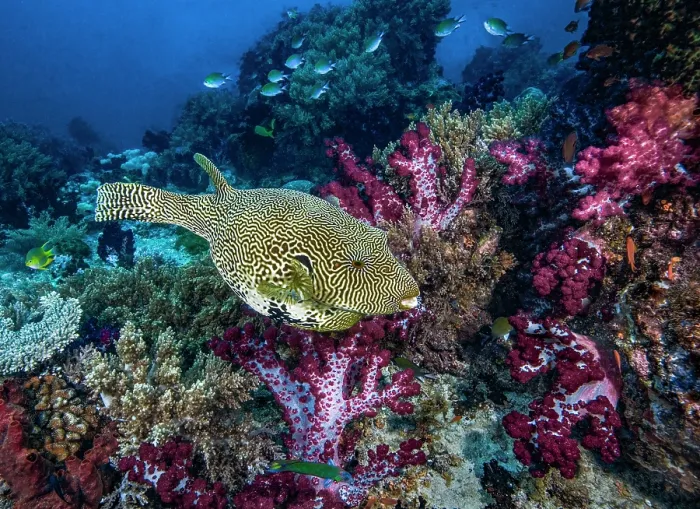 Framed Print : Map puffer (Arothron mappa) swimming over coral reef with Soft corals (Dendronephthya sp.), Threadfin anthias (Pseudanthias huchti) and Damselfish (Pomacentridae), Raja Ampat
