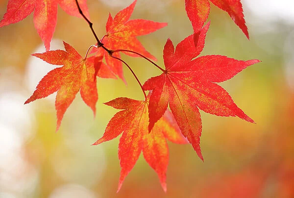 Maple (Acer sp.) leaves showing red and gold autumn colours. Westonbirt Arboretum, Gloucestershire, UK, October