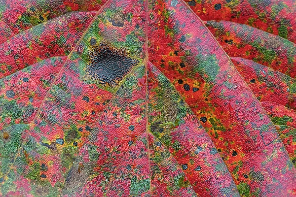Maple leaf (Acer), close up of leaf. Alishan National Recreational Forest, Taiwan